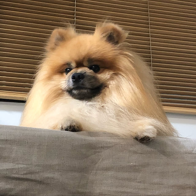 rromomo1さんの実例写真