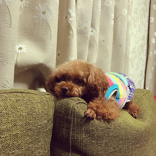 Tiaraさんの実例写真
