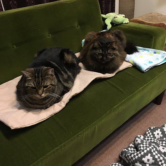 mikomaruさんの実例写真