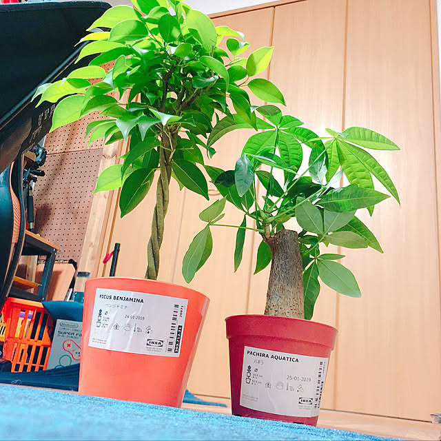 Ayumi.0919さんの実例写真
