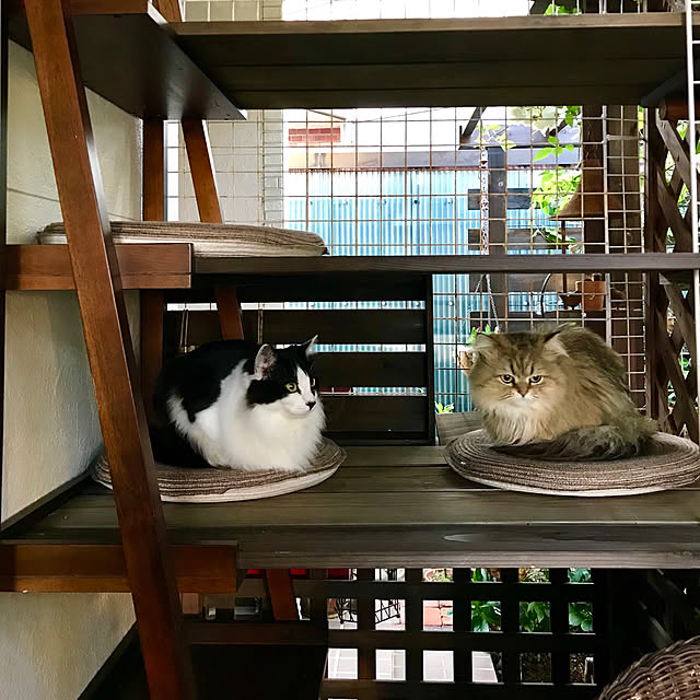 butachanさんの実例写真