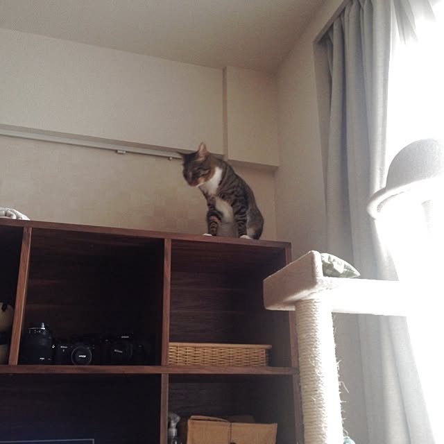 qumicotさんの実例写真