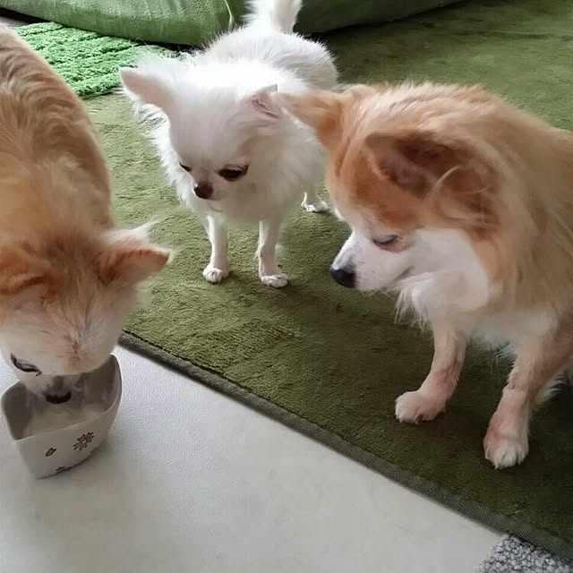 chibiさんの実例写真