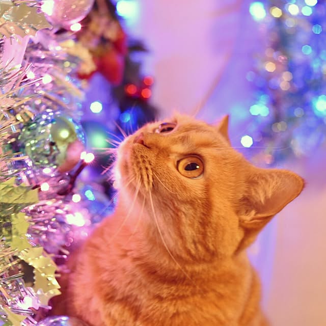 monnomさんの実例写真