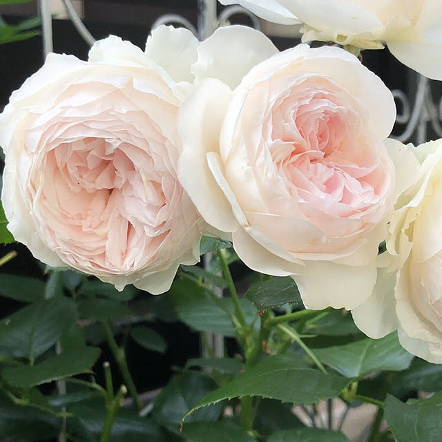 shabbycottage_saoriさんの部屋