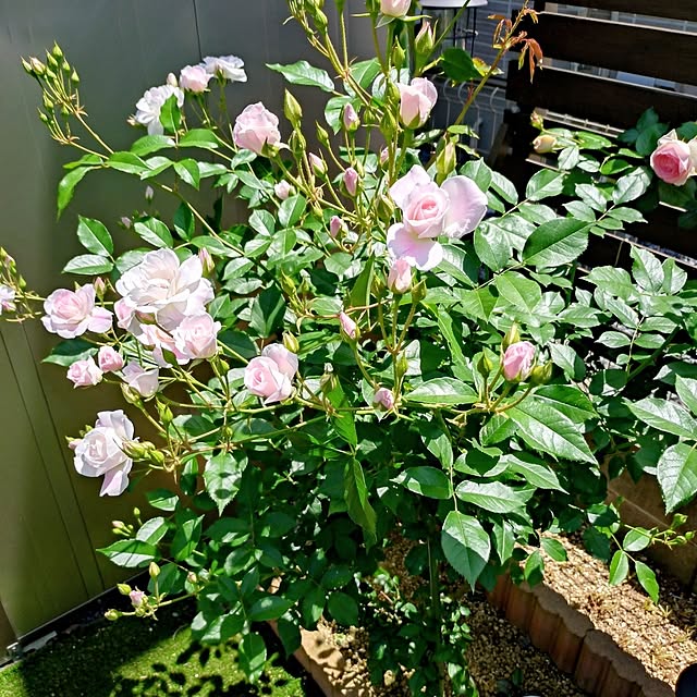 ponchanさんの部屋