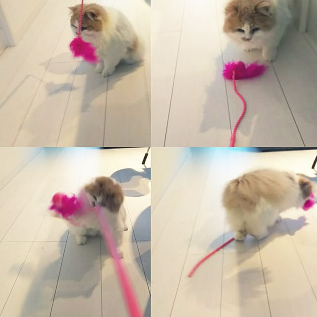 nonkoさんの実例写真