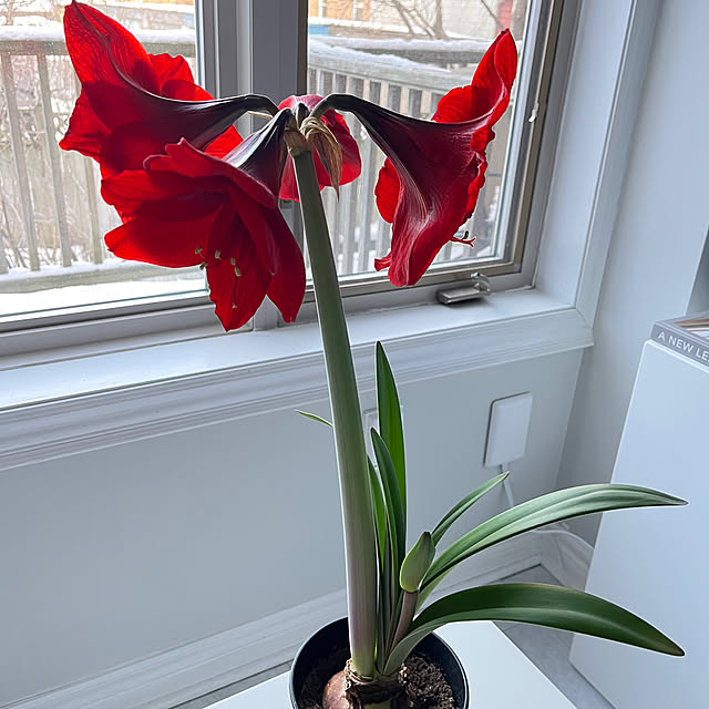 cocoarashさんの実例写真