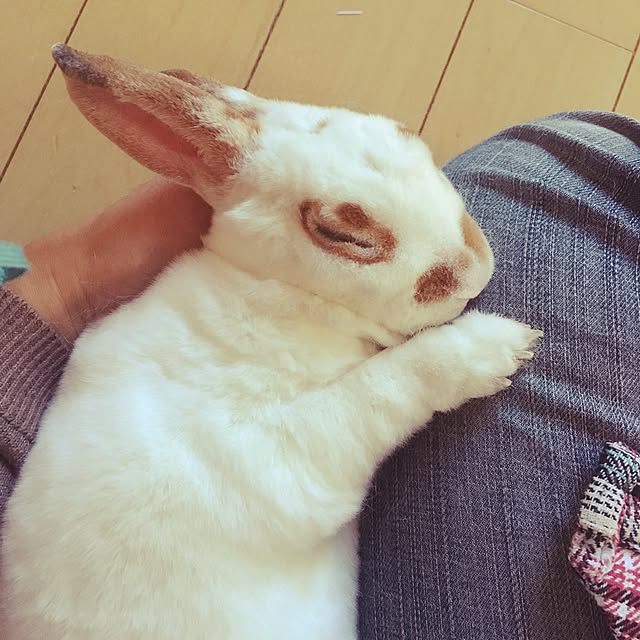 443yoshi-さんの実例写真
