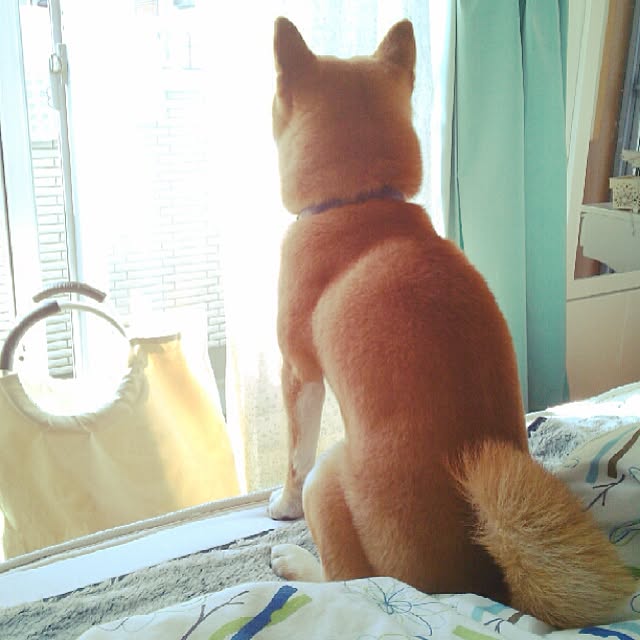 kotaさんの実例写真
