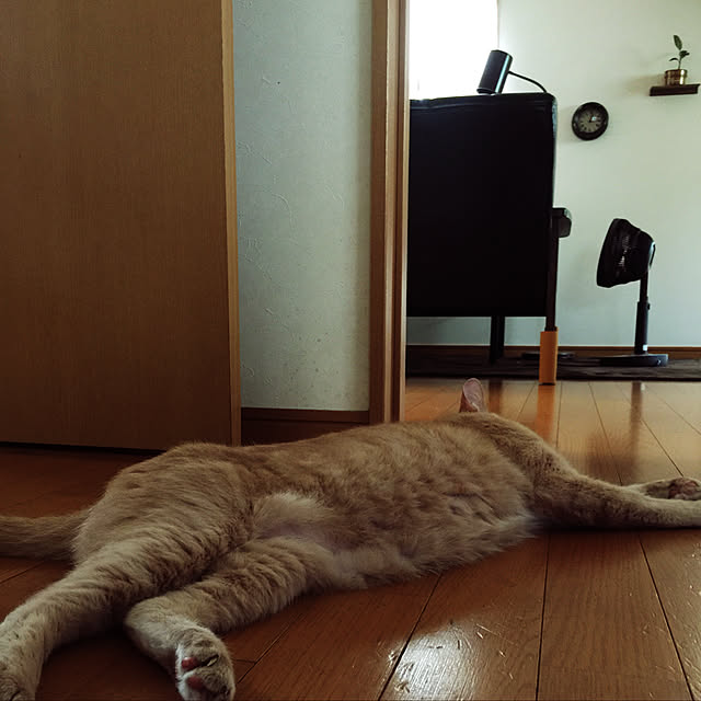 mikan161さんの実例写真