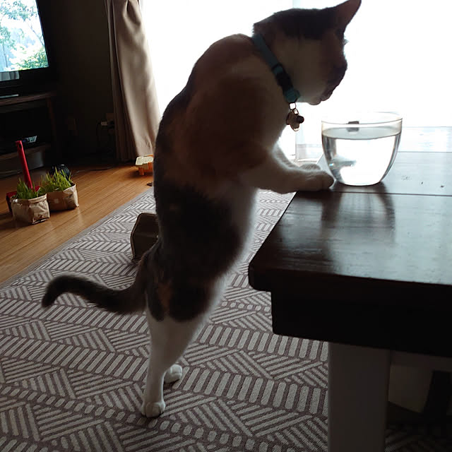 fukuさんの実例写真