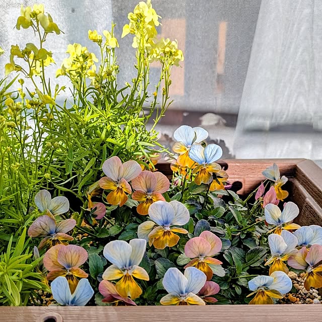 mi-saさんの実例写真