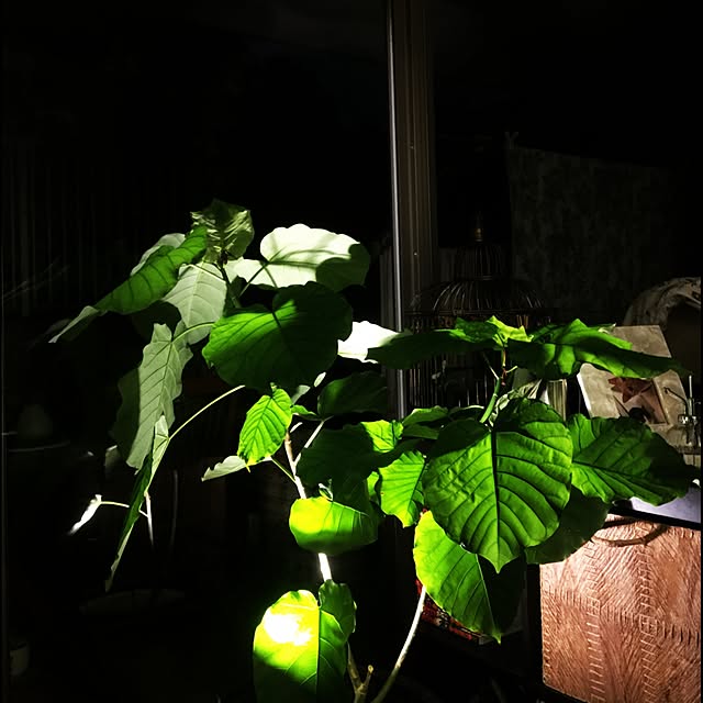 実例写真