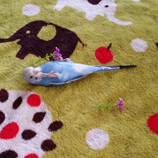 karinさんの実例写真