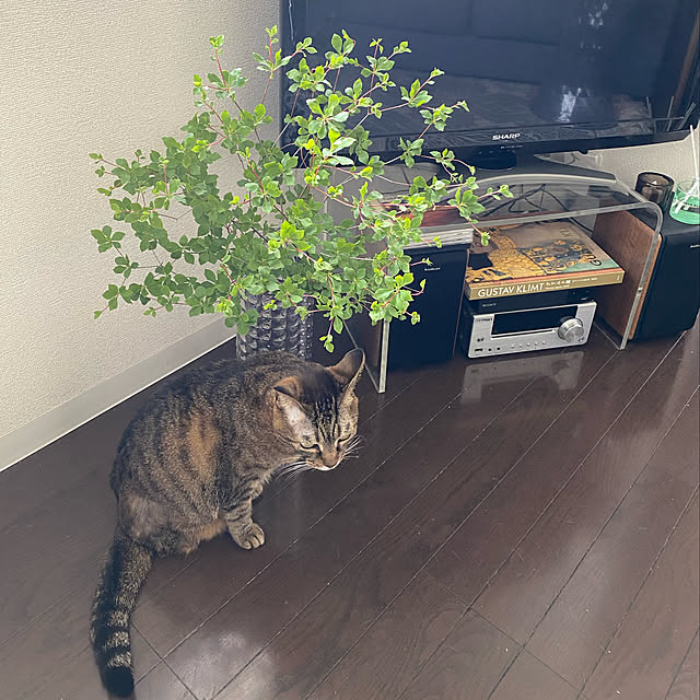 nahocさんの実例写真