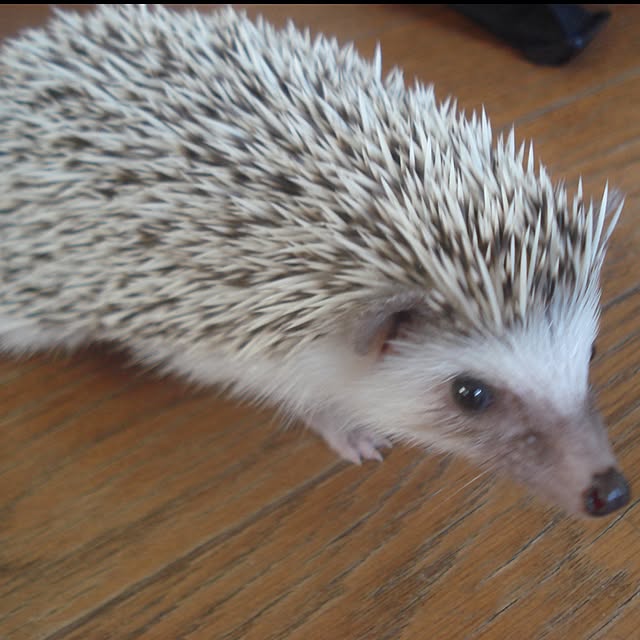 sannbonnnonamiさんの実例写真