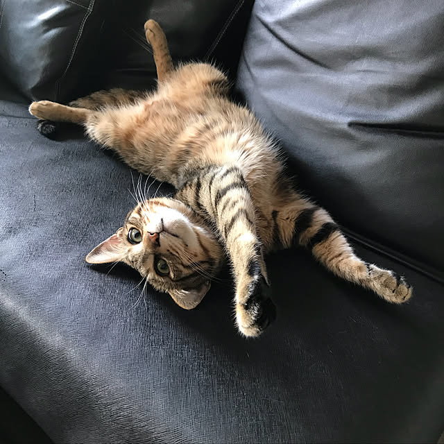 momoさんの実例写真