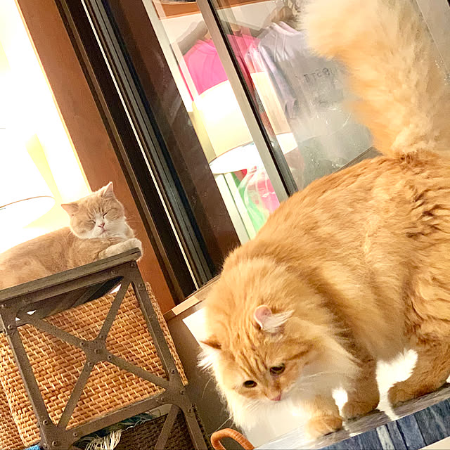 maruさんの実例写真