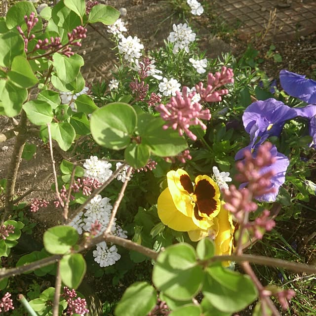 comiriさんの実例写真