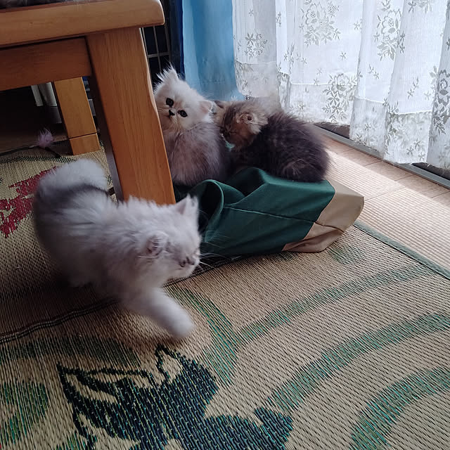 makaronさんの実例写真