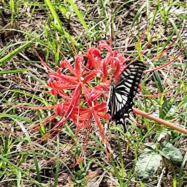 coco0.84.さんの部屋