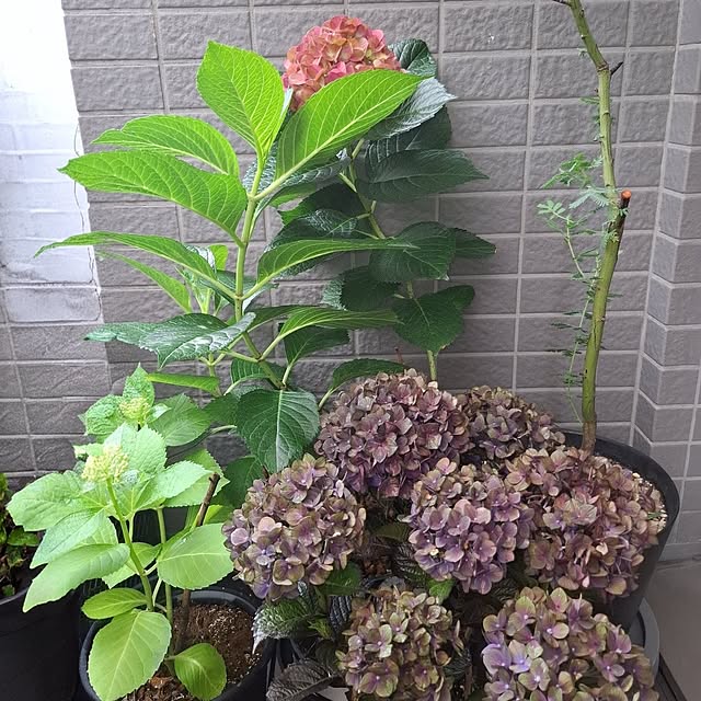 noaさんの部屋