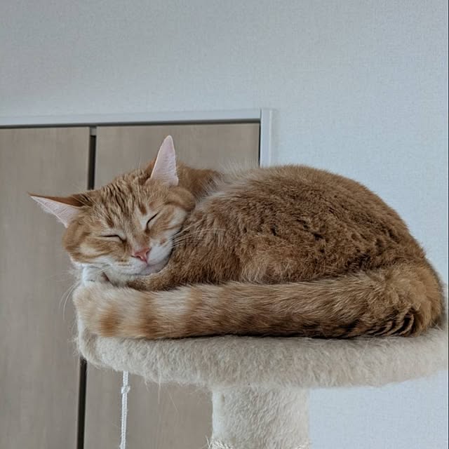 minnieさんの部屋