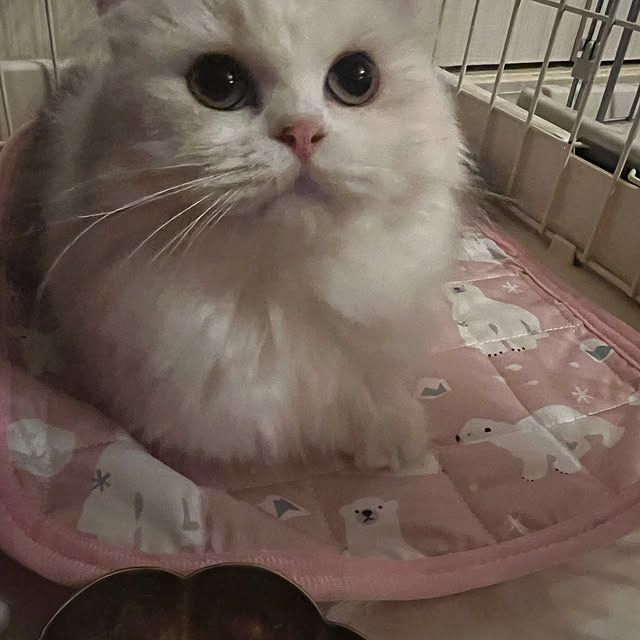 AYUKOさんの実例写真