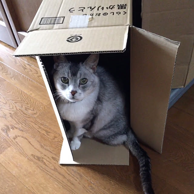 Kyoko.さんの実例写真