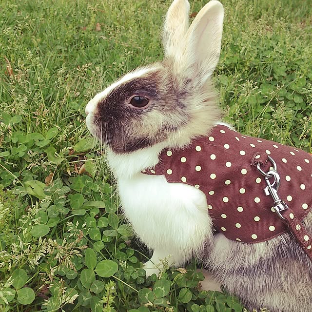 komugiさんの実例写真