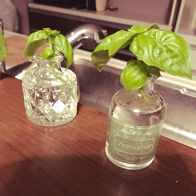 無限バジル/バジル水栽培中/空き瓶 再利用/一輪挿し/再利用...などのインテリア実例 - 2022-07-18 21:59:07