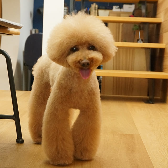 reiさんの実例写真