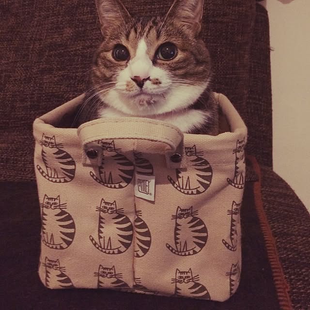 ayapiiiiceさんの実例写真