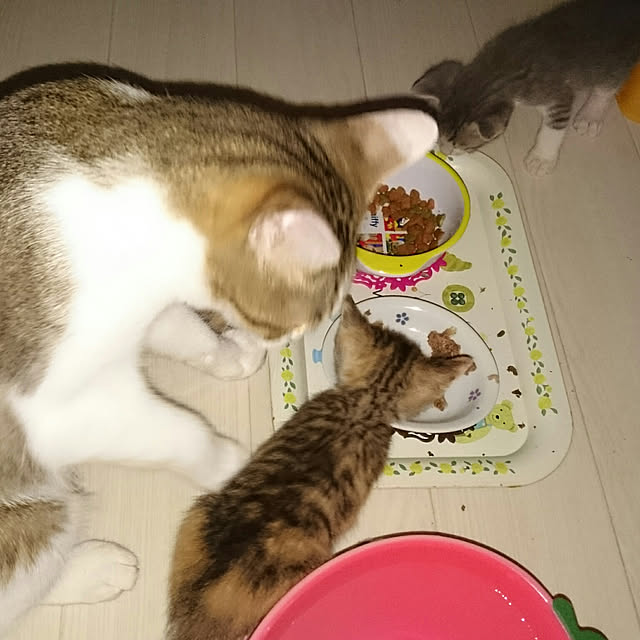 gurikoさんの実例写真