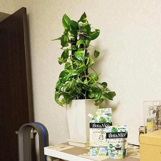 部屋全体/観葉植物/多肉植物/植物のある暮らし/虫対策...などのインテリア実例 - 2021-06-16 21:27:57