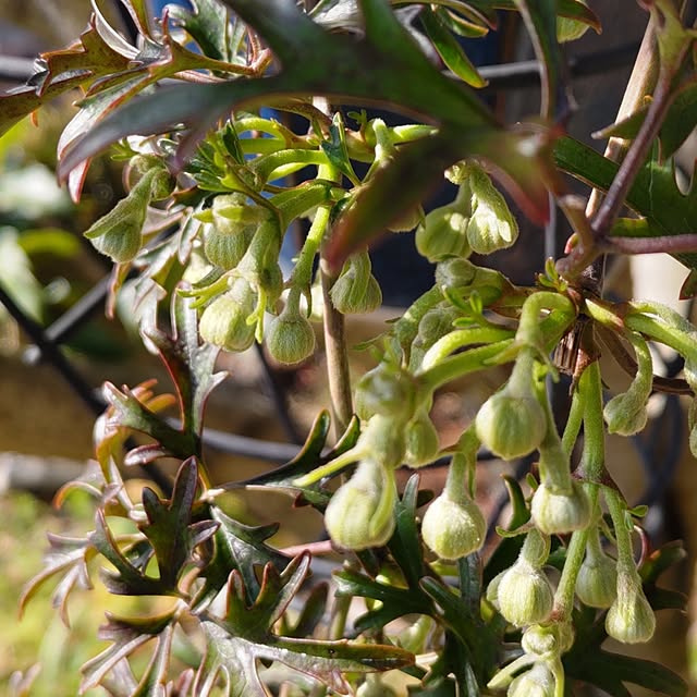 salacocoさんの部屋