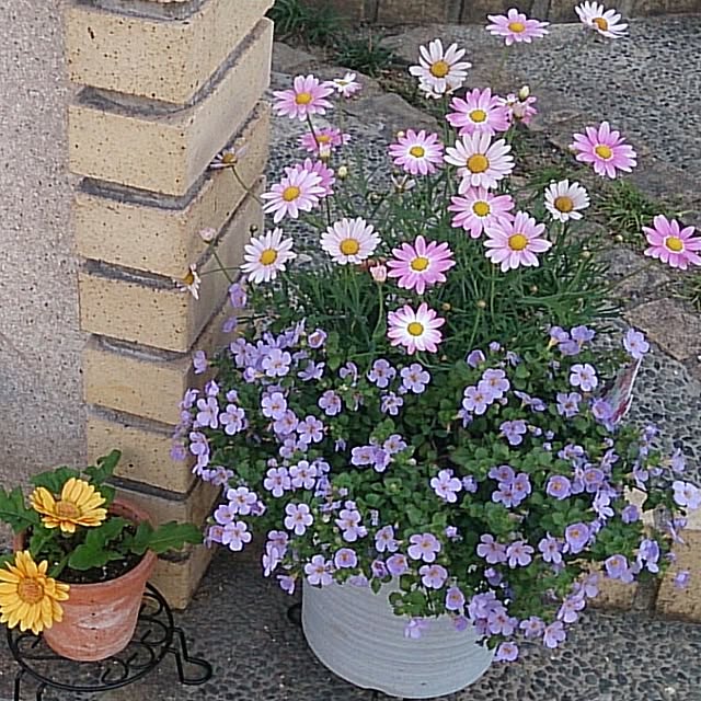 kaoringoさんの実例写真