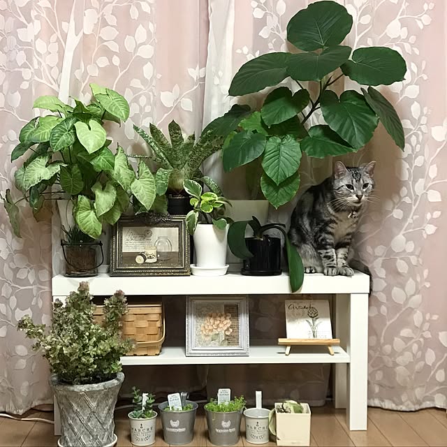 Chocoleaさんの実例写真