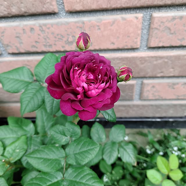 vol.3685写真