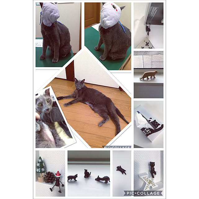 chi.nyanさんの実例写真