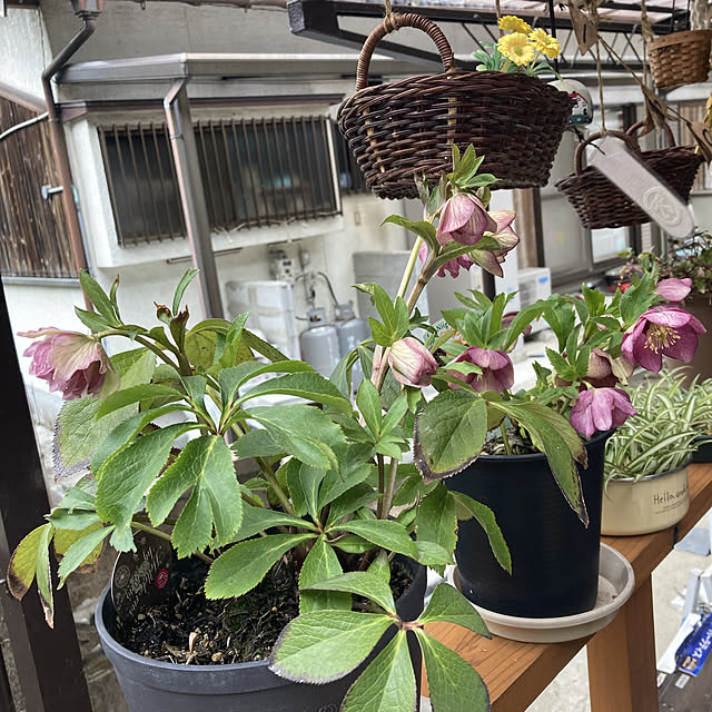chiechanさんの実例写真