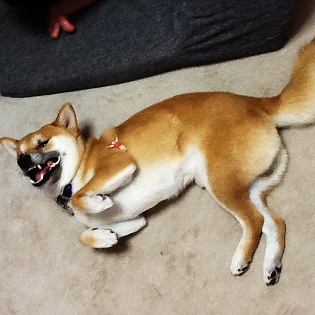 kotaさんの実例写真