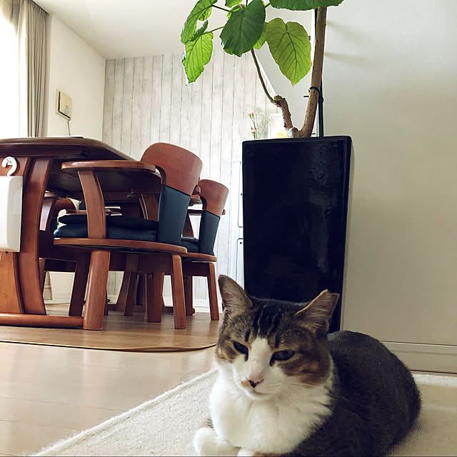 nekomiさんの実例写真