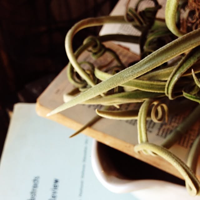 棚/植物/アンティークのインテリア実例 - 2014-10-05 10:10:49