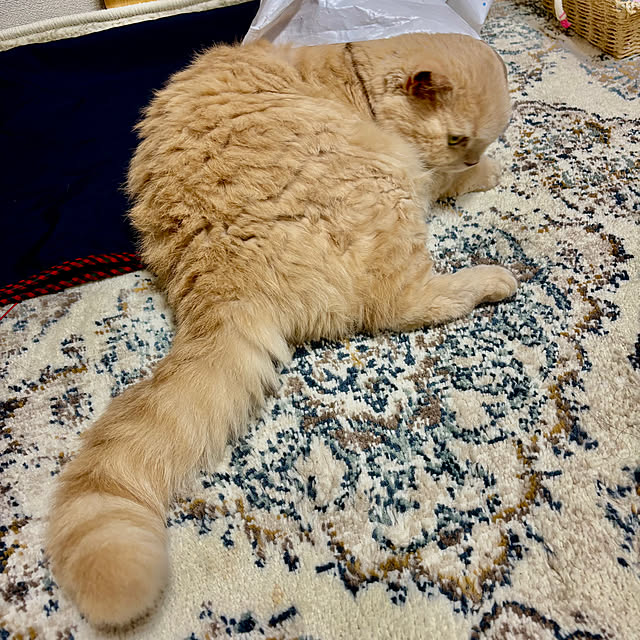 naokoさんの部屋