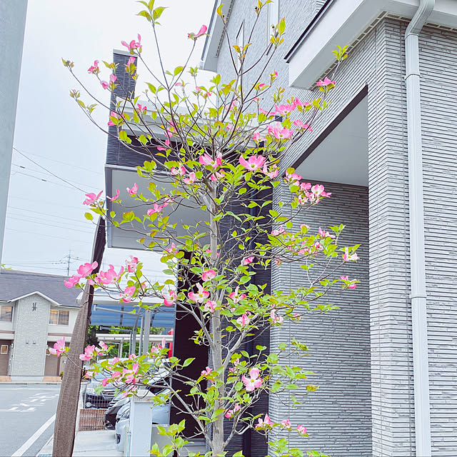 uki-uki77さんの実例写真