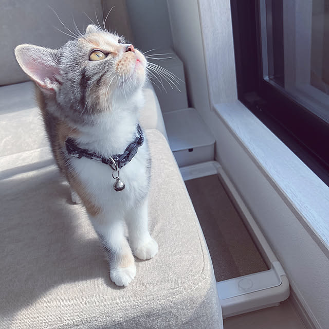 mouseさんの実例写真