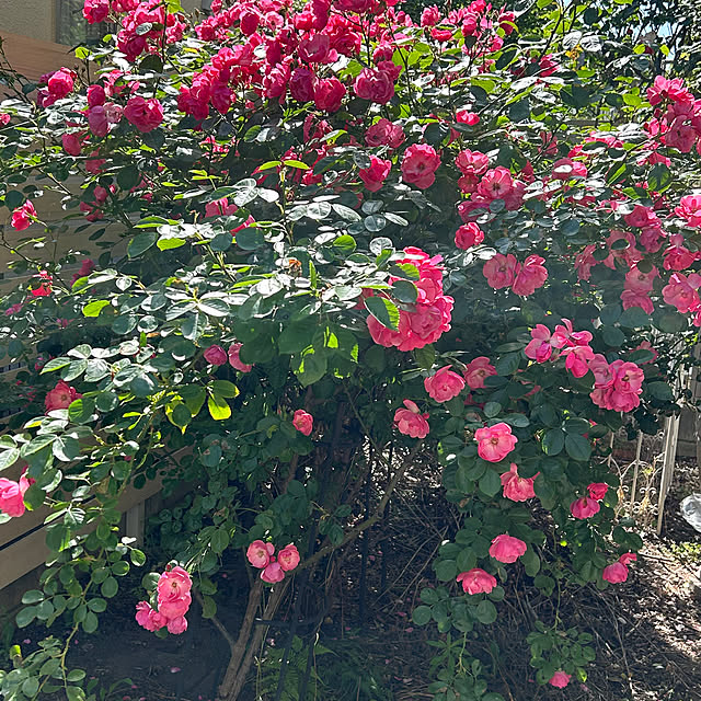magnoliaさんの部屋