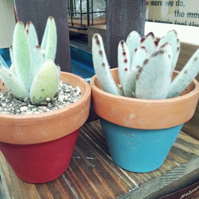 misaさんの実例写真